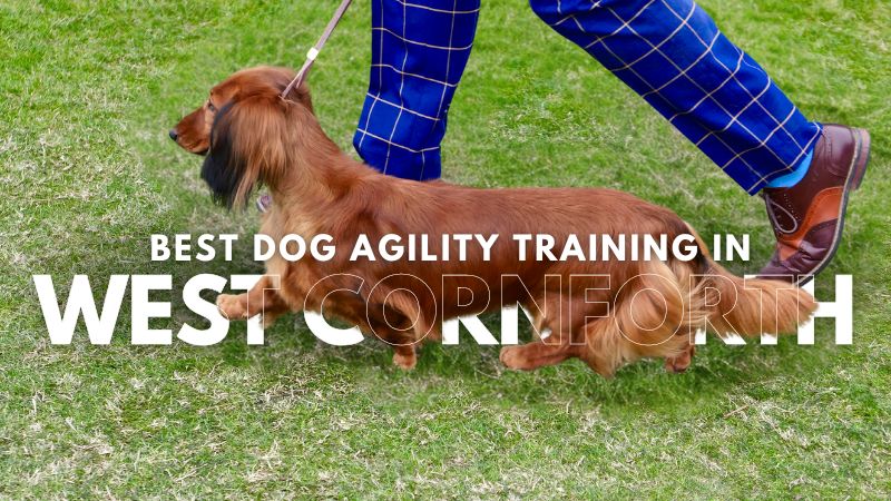 Best Dog Agility Training in West Cornforth