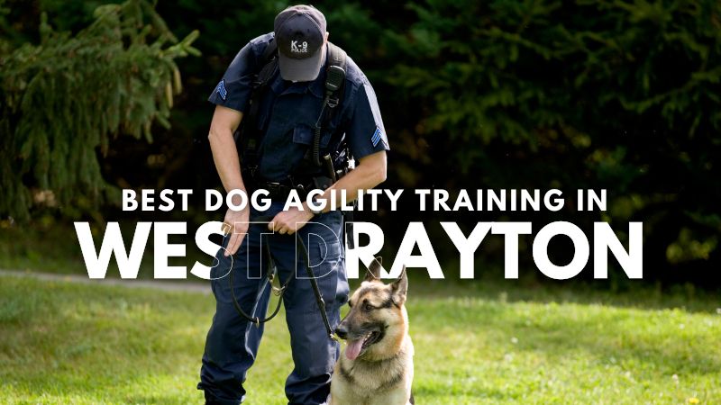 Best Dog Agility Training in West Drayton