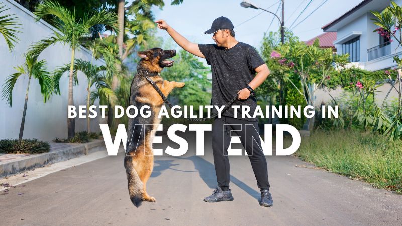 Best Dog Agility Training in West End