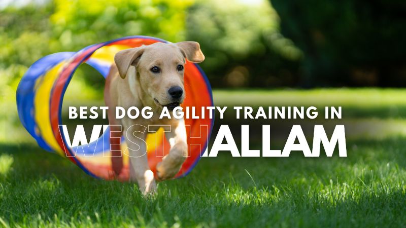 Best Dog Agility Training in West Hallam