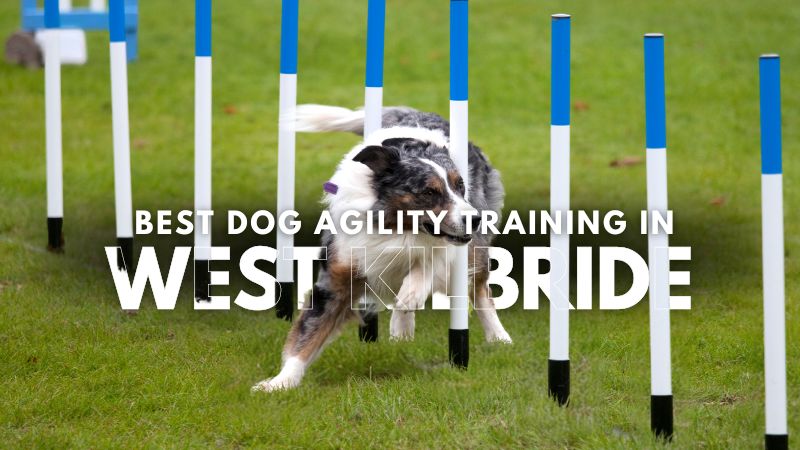 Best Dog Agility Training in West Kilbride