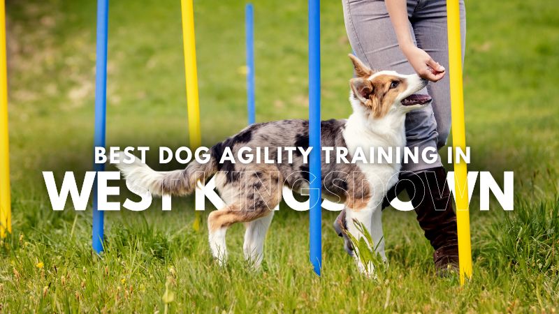 Best Dog Agility Training in West Kingsdown