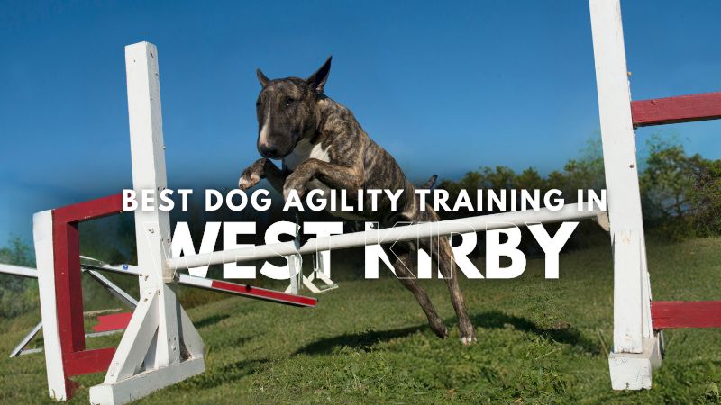 Best Dog Agility Training in West Kirby