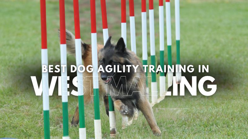 Best Dog Agility Training in West Malling