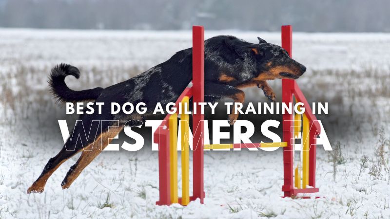 Best Dog Agility Training in West Mersea