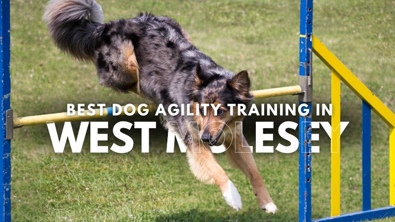 Best Dog Agility Training in West Molesey