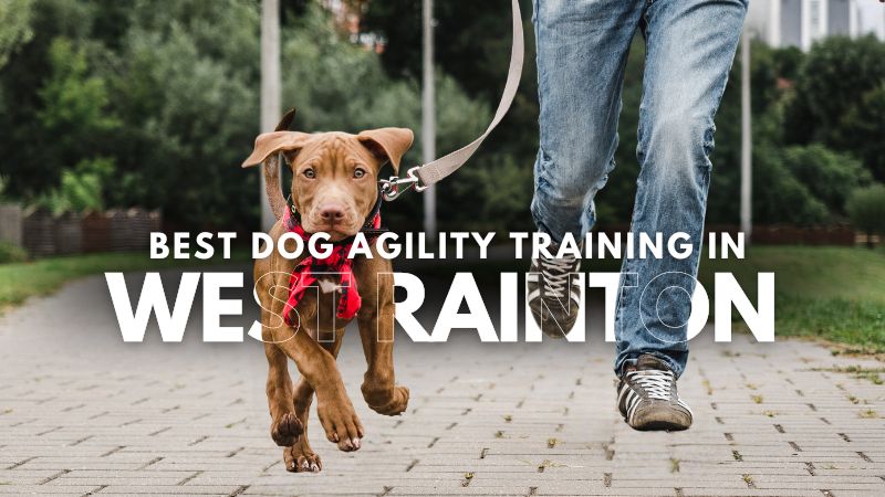 Best Dog Agility Training in West Rainton