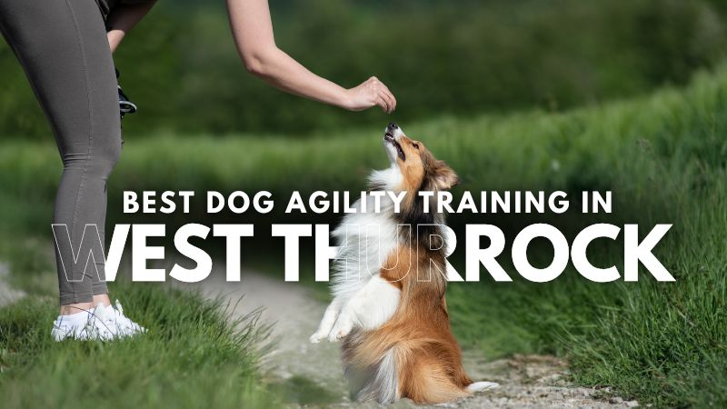 Best Dog Agility Training in West Thurrock