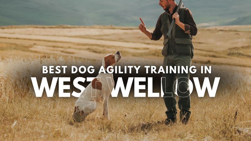 Best Dog Agility Training in West Wellow