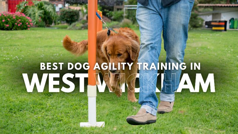 Best Dog Agility Training in West Wickham