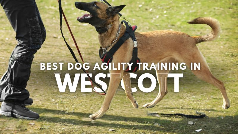Best Dog Agility Training in Westcott