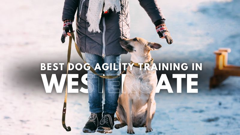 Best Dog Agility Training in Westergate