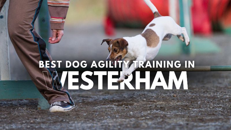 Best Dog Agility Training in Westerham