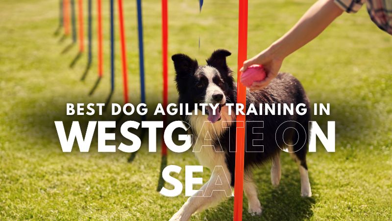 Best Dog Agility Training in Westgate On Sea