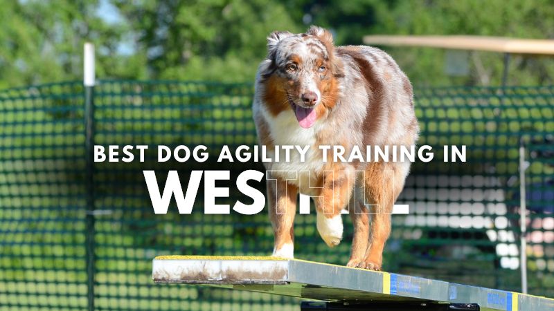 Best Dog Agility Training in Westhill