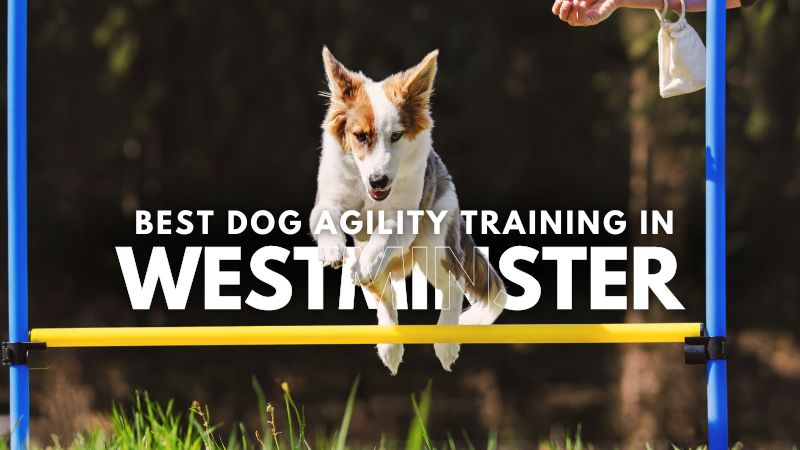 Best Dog Agility Training in Westminster