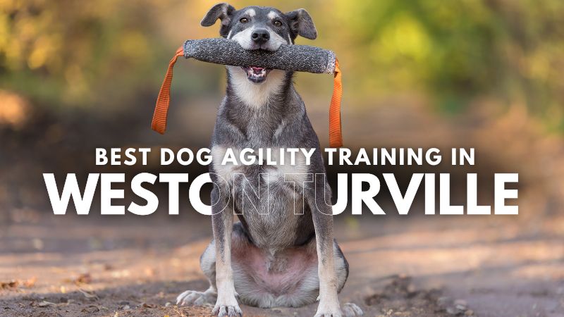 Best Dog Agility Training in Weston Turville