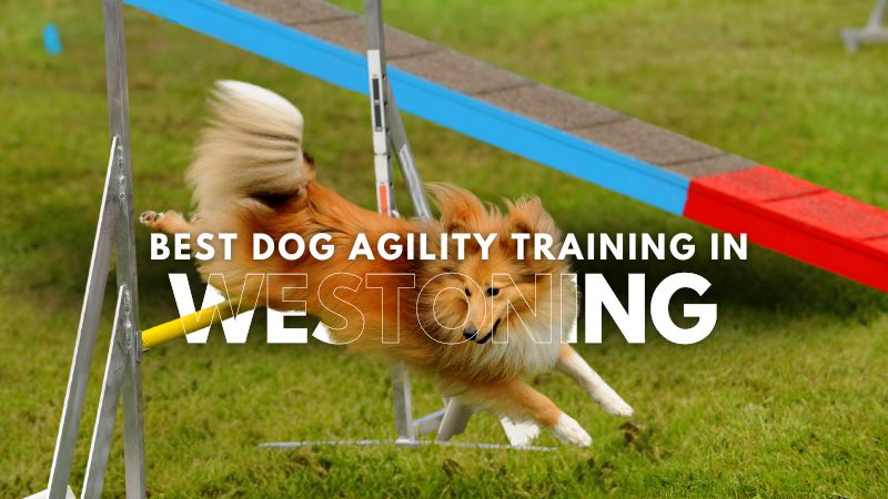 Best Dog Agility Training in Westoning