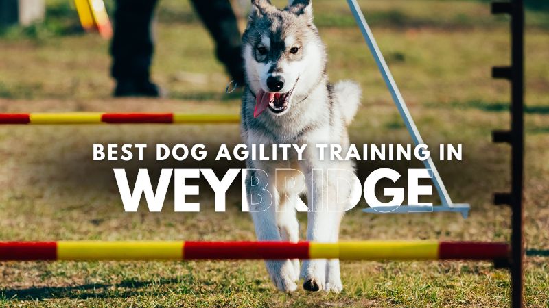 Best Dog Agility Training in Weybridge