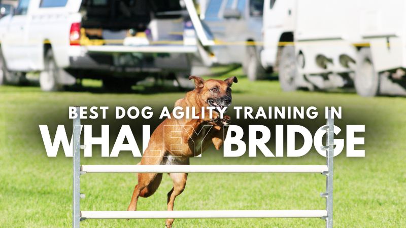 Best Dog Agility Training in Whaley Bridge