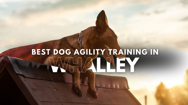 Best Dog Agility Training in Whalley