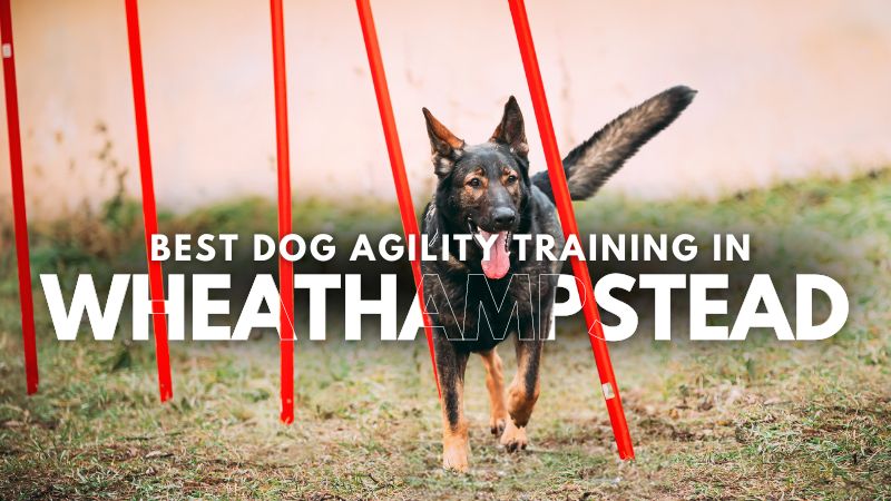 Best Dog Agility Training in Wheathampstead