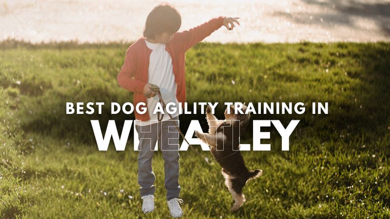 Best Dog Agility Training in Wheatley