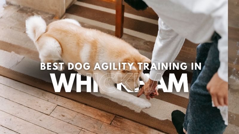 Best Dog Agility Training in Whickham