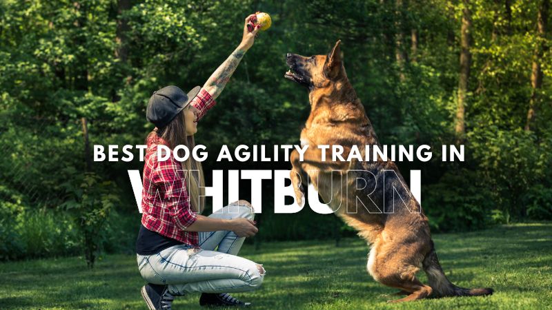 Best Dog Agility Training in Whitburn