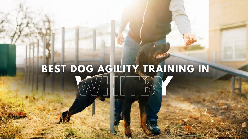 Best Dog Agility Training in Whitby