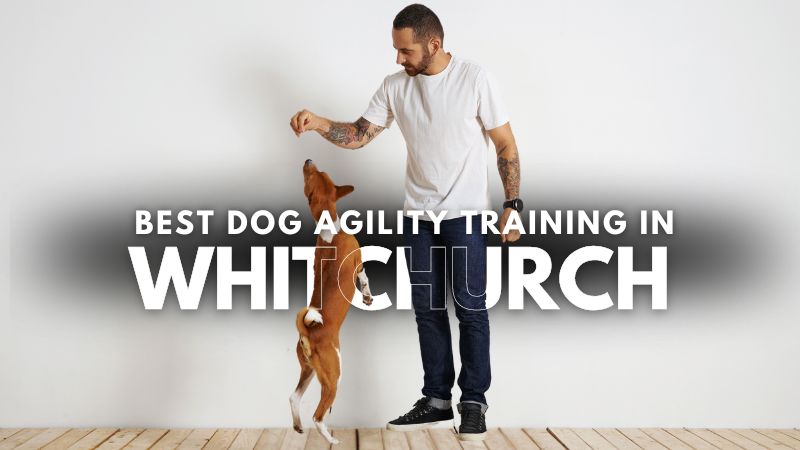 Best Dog Agility Training in Whitchurch
