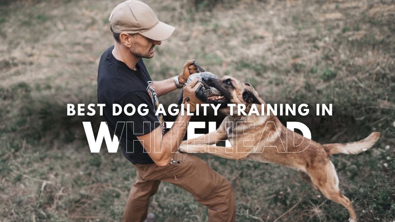 Best Dog Agility Training in Whitehead