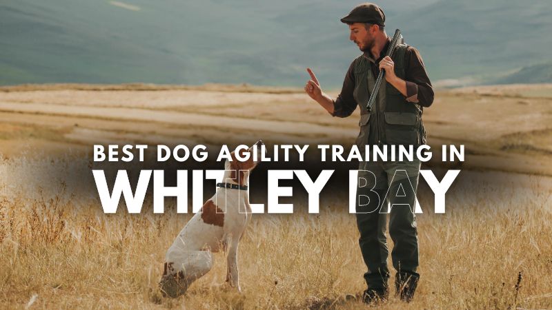 Best Dog Agility Training in Whitley Bay