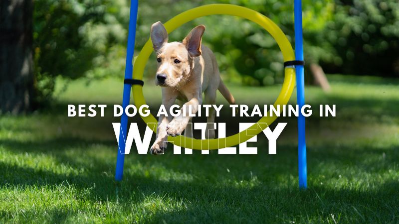Best Dog Agility Training in Whitley