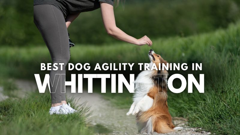 Best Dog Agility Training in Whittington