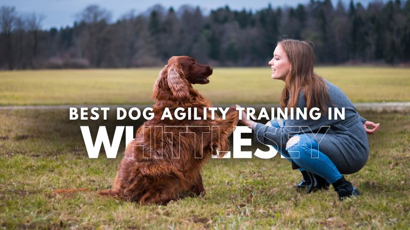 Best Dog Agility Training in Whittlesey