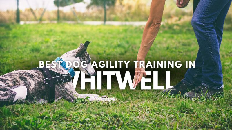 Best Dog Agility Training in Whitwell