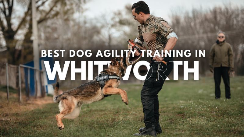 Best Dog Agility Training in Whitworth