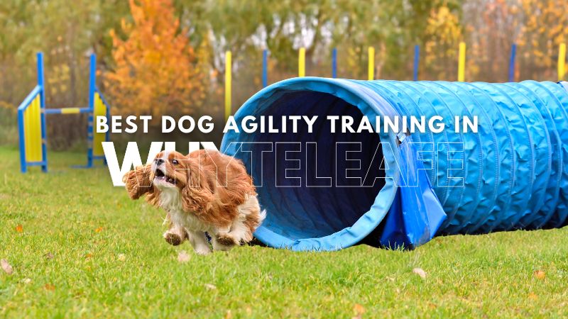 Best Dog Agility Training in Whyteleafe