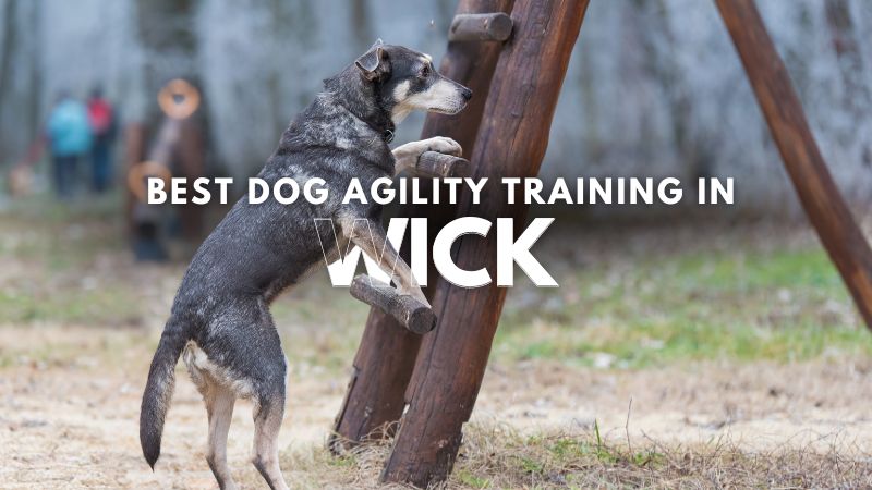 Best Dog Agility Training in Wick