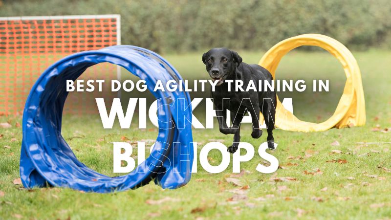 Best Dog Agility Training in Wickham Bishops