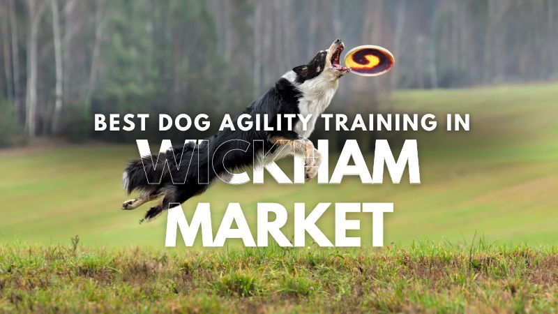 Best Dog Agility Training in Wickham Market