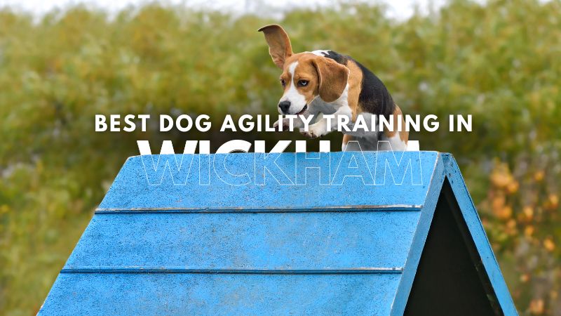 Best Dog Agility Training in Wickham