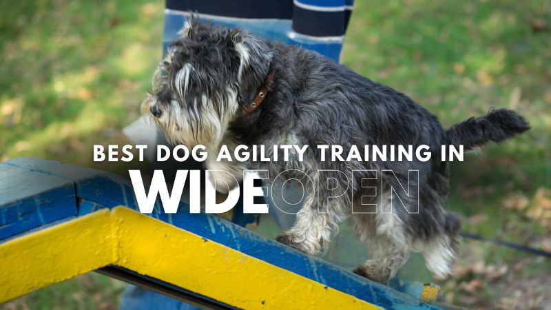 Best Dog Agility Training in Wideopen