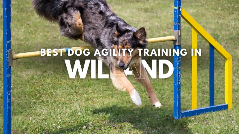 Best Dog Agility Training in Willand