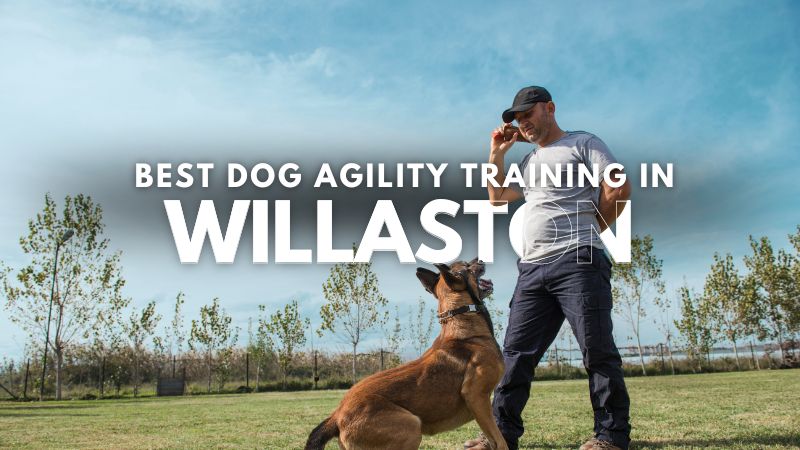 Best Dog Agility Training in Willaston