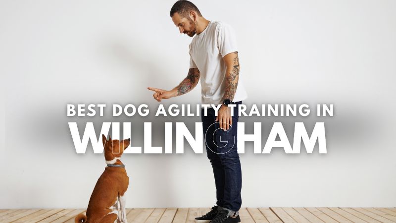 Best Dog Agility Training in Willingham