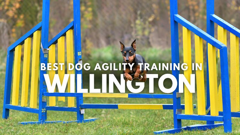 Best Dog Agility Training in Willington
