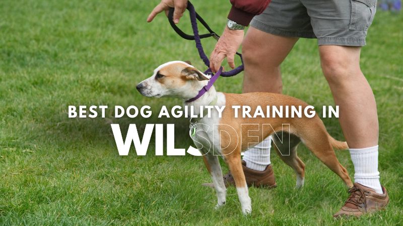 Best Dog Agility Training in Wilsden