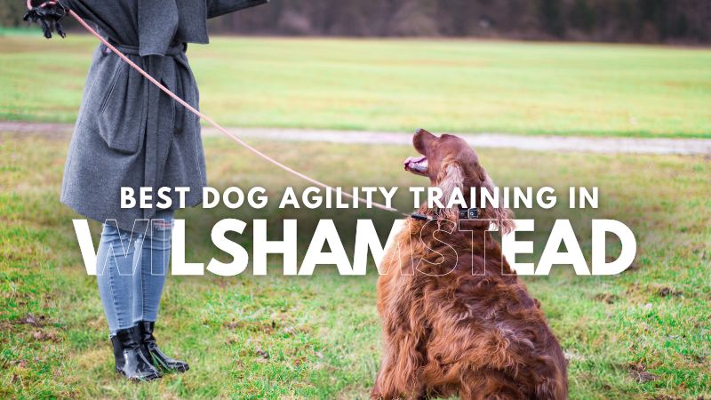 Best Dog Agility Training in Wilshamstead